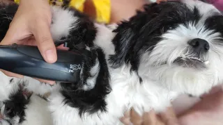 WAHL Pet Clipper Kit: Review